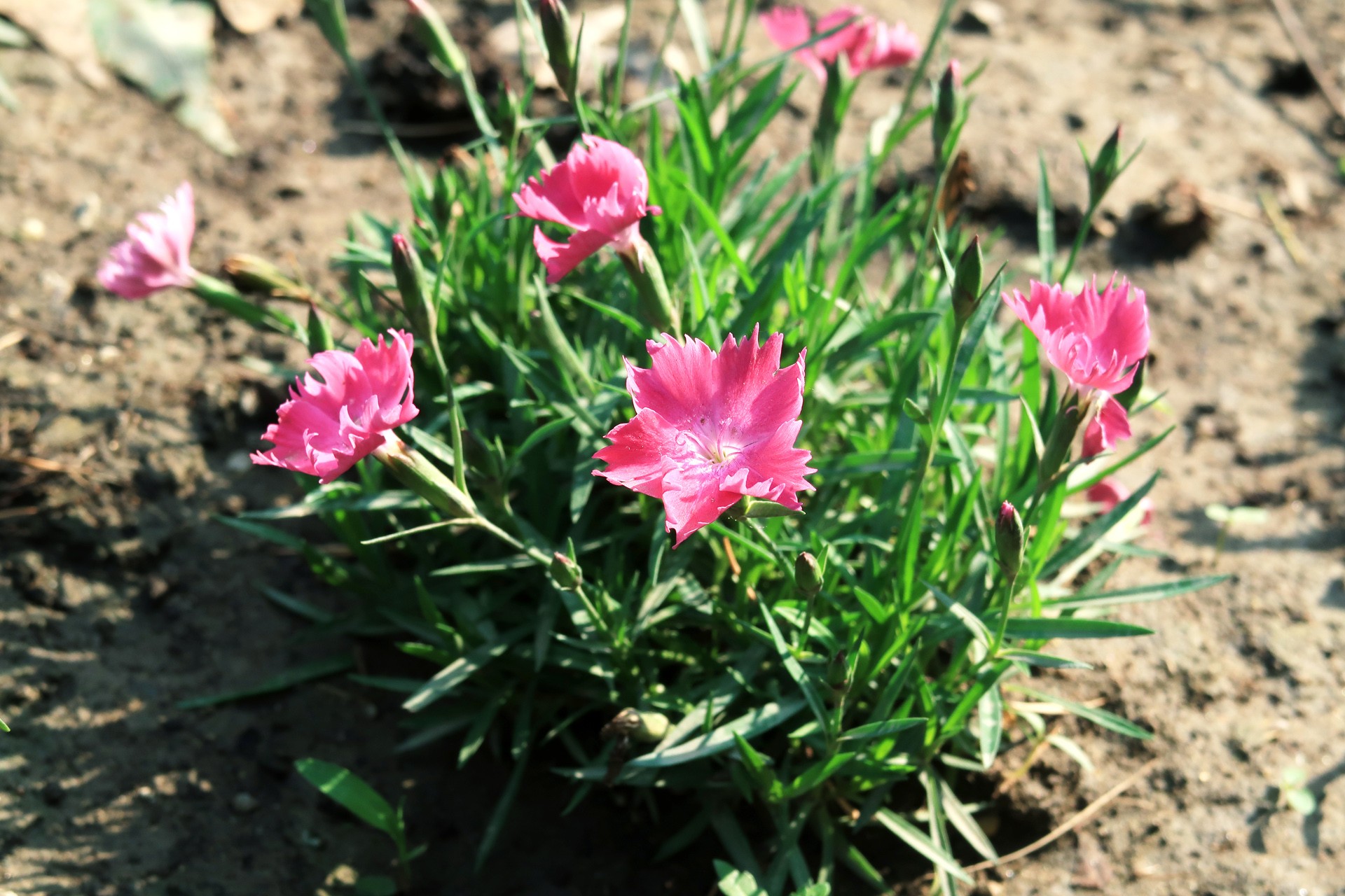  p>石竹属(学名:dianthus l), a target="_blank" href="/item/石竹科
