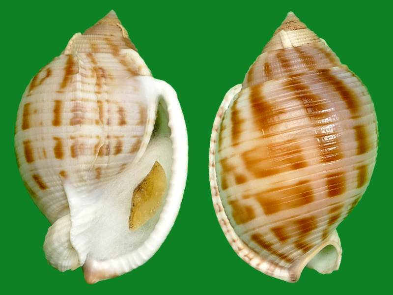 日本鬘螺