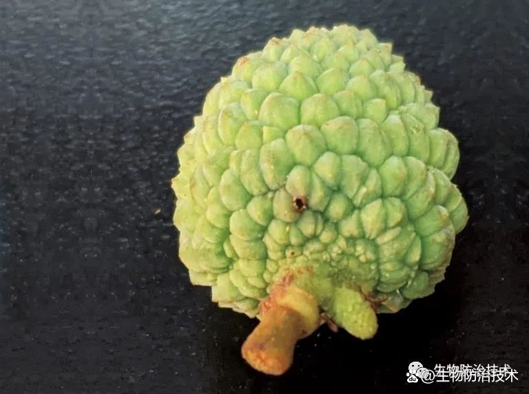铲除荔枝灾星，荔枝细蛾的防治应用，荔枝与龙眼果树的救命符_百科TA说