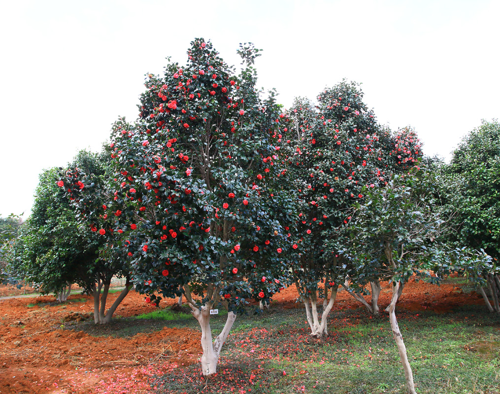江西省林业科学院