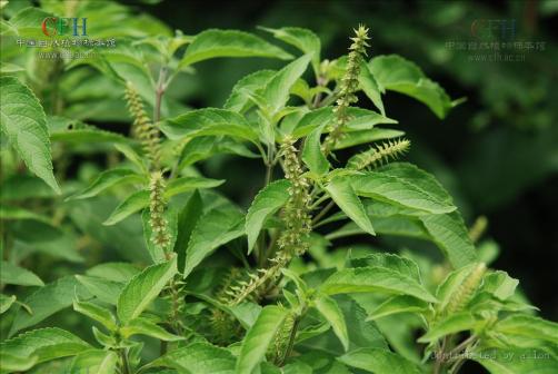罗勒（唇形科罗勒属植物）_百度百科