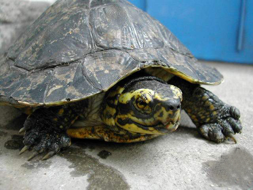 黄头庙龟