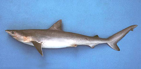  p>小尾真鲨(学名: i>carcharhinus porosus /i>)是真鲨科,真鲨属鲨鱼
