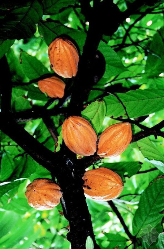 可可树（梧桐科可可属植物）_百度百科