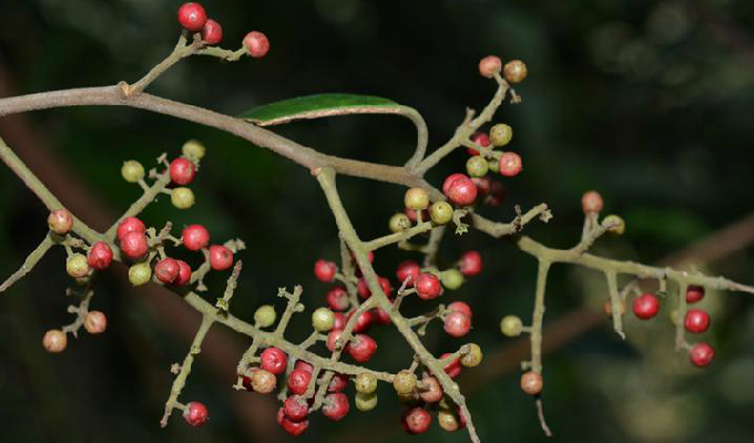  p>厚叶白花酸藤果:为变种,树皮光滑,很少具皮孔;小枝密被柔毛,极少