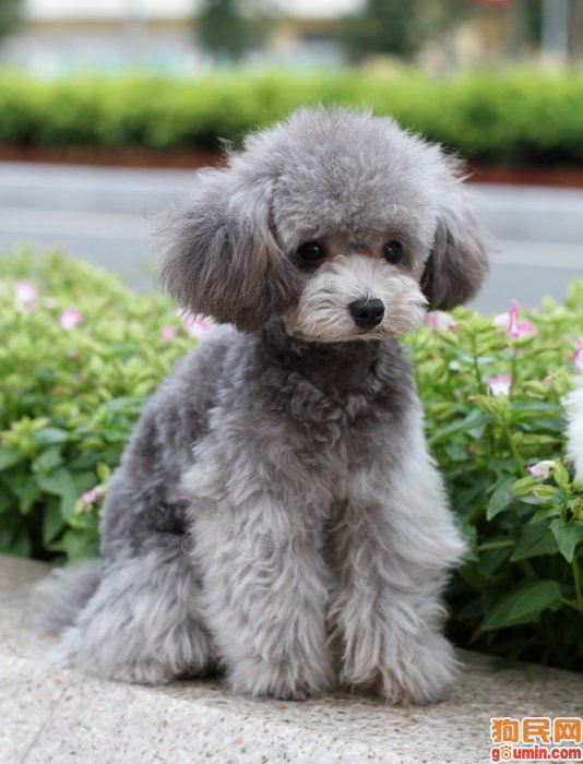  p>贵宾犬(poodle),也称"贵妇犬",又称"卷毛狗",在德语中,pudel是"