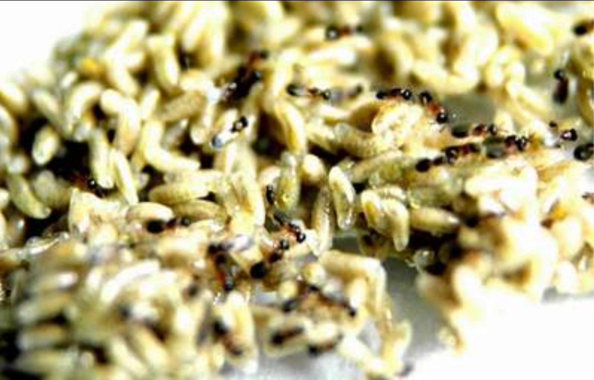 吃蜂蜜的飞蛾叫什么(吃蜂蜜的飞蛾叫什么名字)