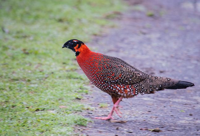 p>红胸角雉(学名: i>tragopan satyra /i>)是产于喜马拉雅山地区的一