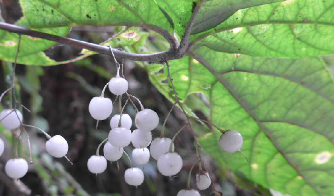  p>三叶香草(学名:lysimachia insignis)为 a href="#" data-lemmaid=