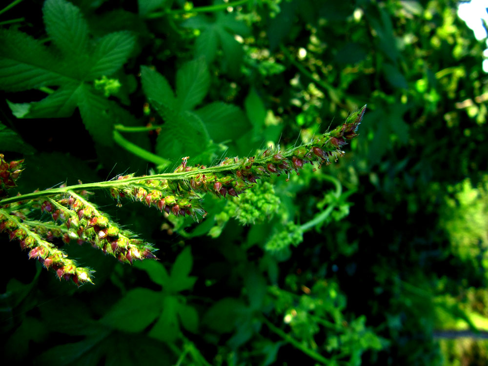  p> a href="#" data-lemmaid="9333310">水稗 /a>,拉丁文名