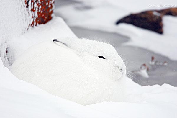  p>北极兔(学名:  i>lepus arcticus /i>), 是兔科,兔属的哺乳动物.
