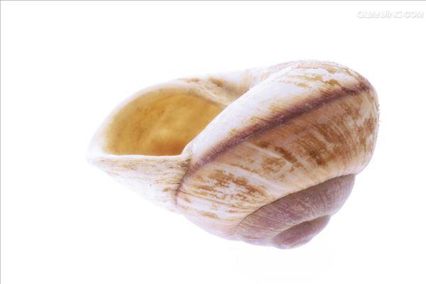 蜗牛壳