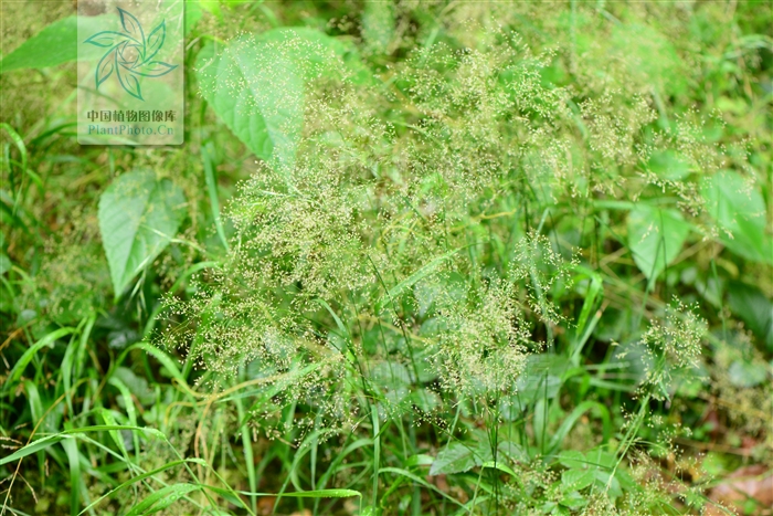  p>外玉山剪股颖(学名:agrostis transmorrisonensis hayata)为多年生