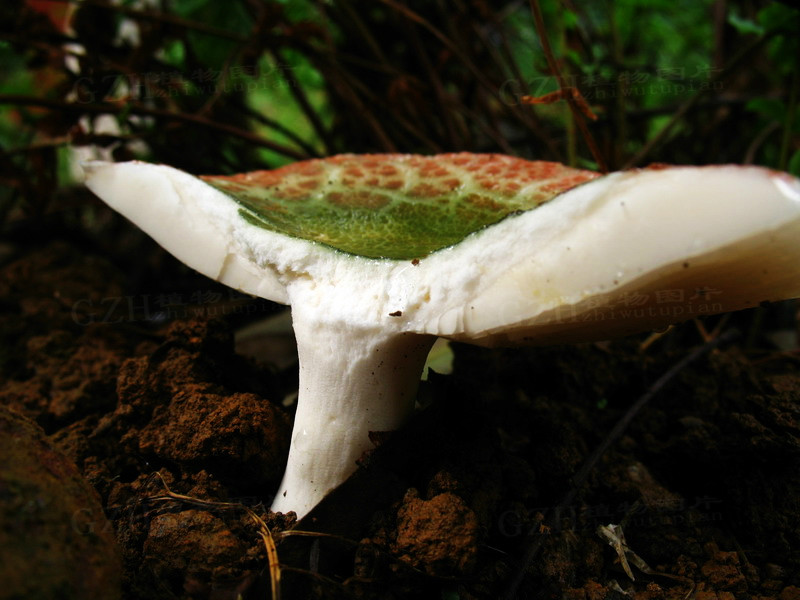 名:russula viridi-rubrolimbata ying,别名青蛙菌,属于伞菌目,红菇科