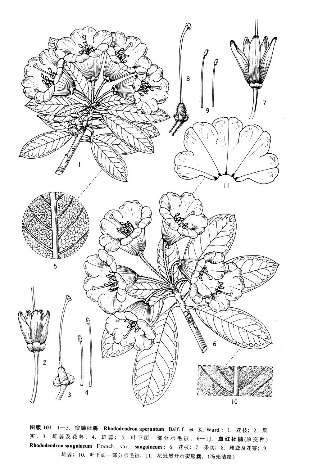 & kingdon-ward), a target="_blank" href="/item/杜鹃花科