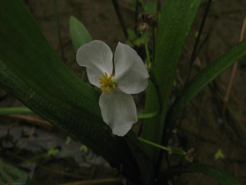  p>小慈姑,(拉丁学名: i>sagittaria potamogetifola  /i>merr.
