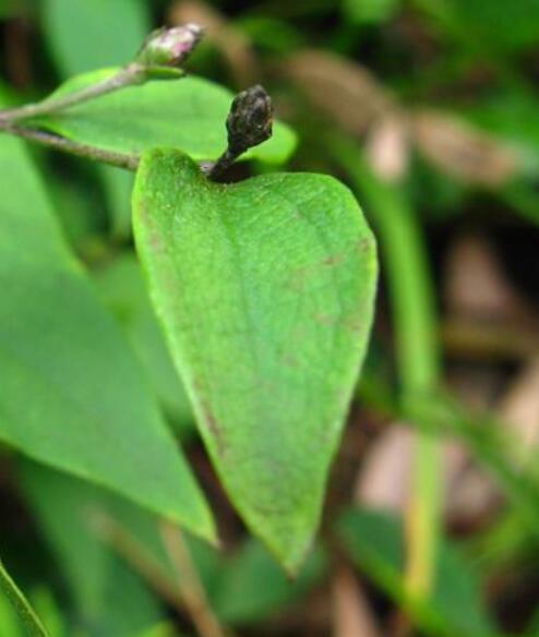 小枝纤弱,圆柱形,常呈紫红色,头状花序无梗或具1-4毫米长的短梗,总苞