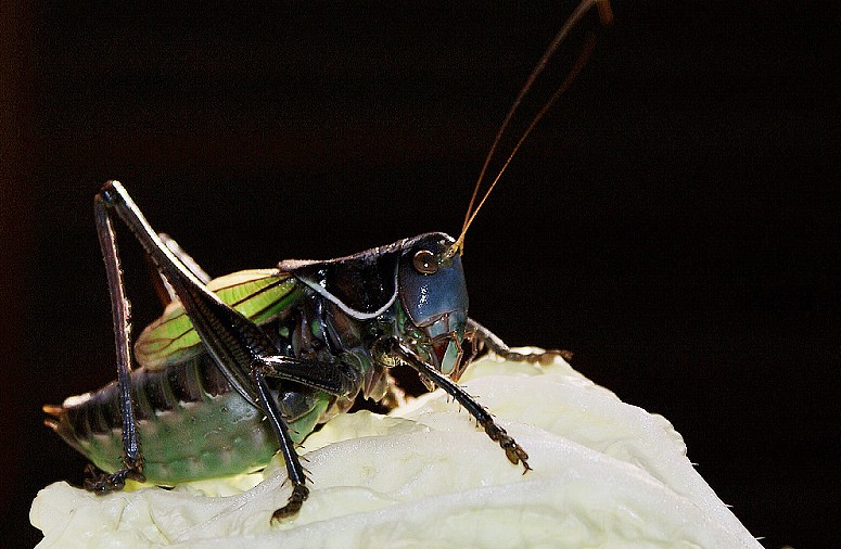  p>螽斯中国北方称其为 a href="#" data-lemmaid="477">蝈蝈 /a>,是 