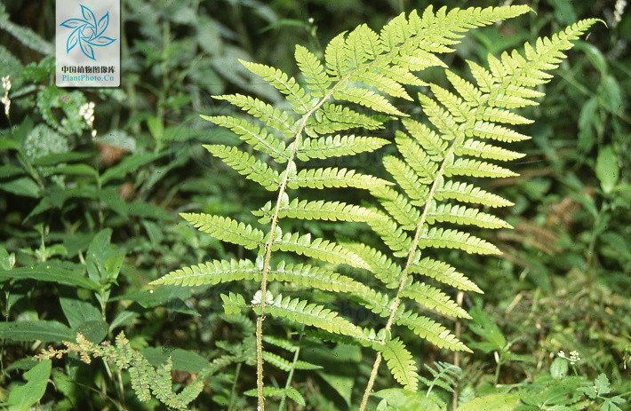  p>耳蕨属(学名:polystichum roth)是鳞毛蕨科下一个属,陆生,中型草本