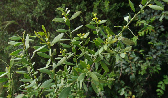  p>沙针属: a target="_blank" href="/item/檀香科/8706886" data