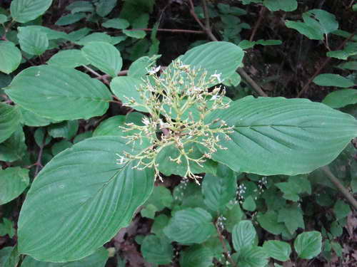  p>长圆叶梾木,又叫"黑皮楠",臭条子,矩圆叶等.