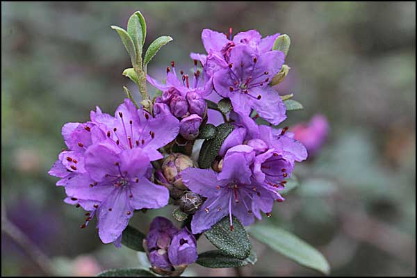  p>昭通杜鹃(学名: i>rhododendron tsaii /i>  fang):常绿小 a