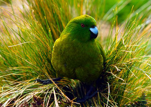 纯绿鹦鹉