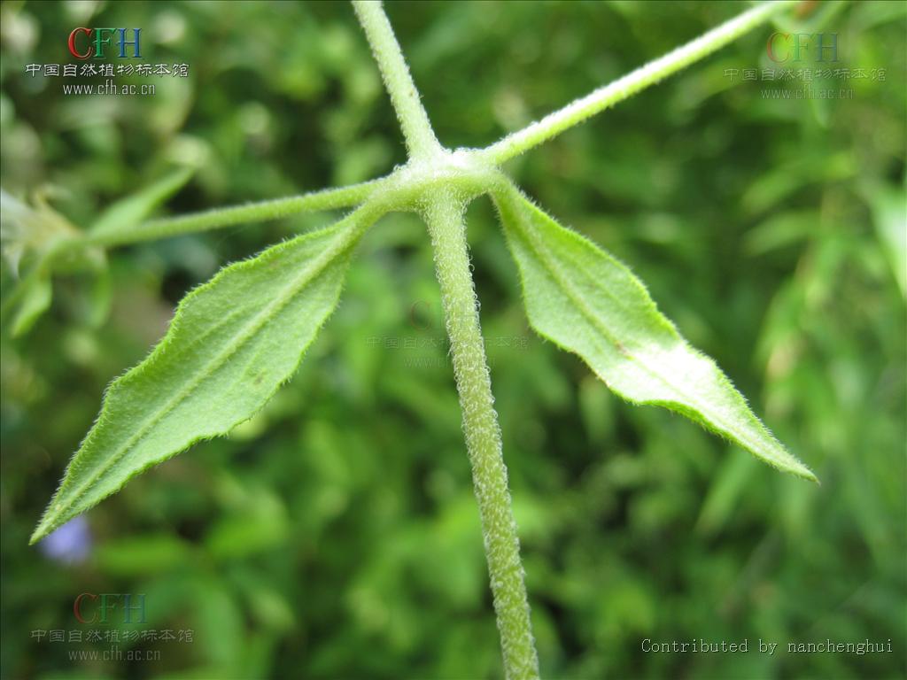  p>狗筋蔓属( a target="_blank" href="/item/学名/8074290" data