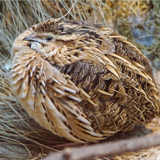 p data-id="gn73wwsor4">桂髓鹑羹是一道美食,由鹌鹑肉,脊骨髓等原料