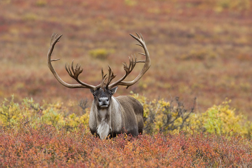 rangifer caribou
