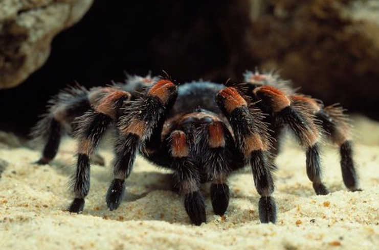 墨西哥红膝鸟蛛