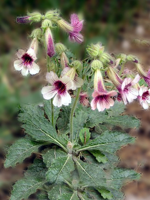  /i>),玄参科 a target="_blank" href="/item/地黄属">地黄属 /a>