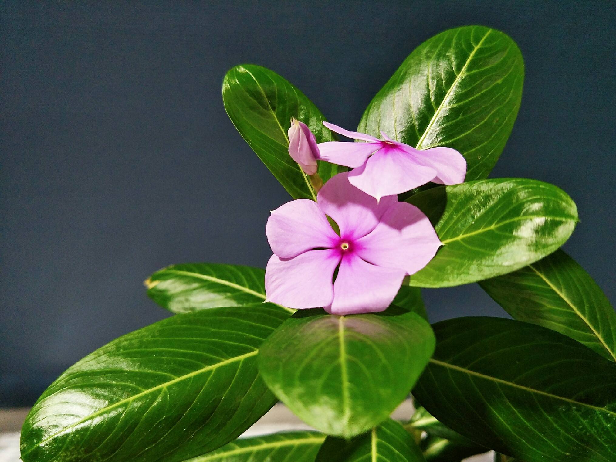 长春花(夹竹桃科)