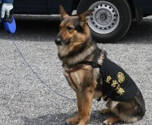 皇宫警察本部 百度百科