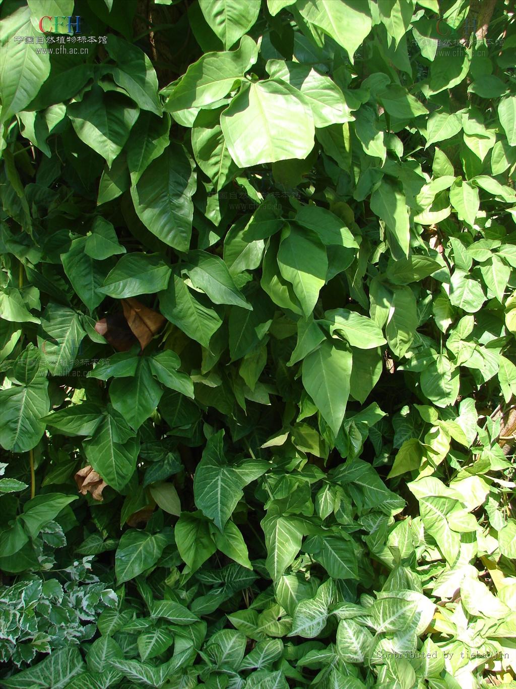  p>合果芋(学名: i>syngonium podophyllum  /i>schott)是天南星科,合