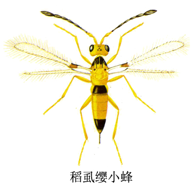稻虱缨小蜂