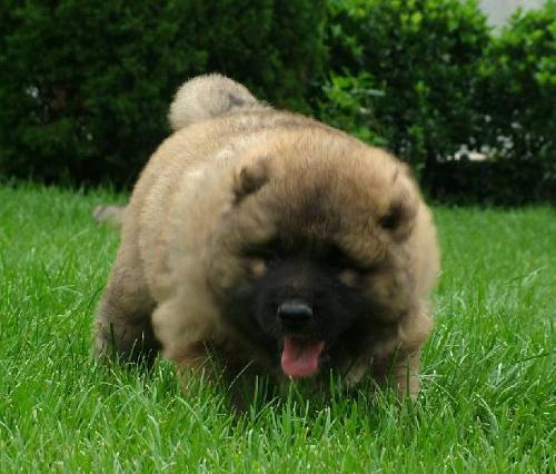 p>高加索牧羊犬(caucasian sheepdog)是一种强有力的运动型犬,护主