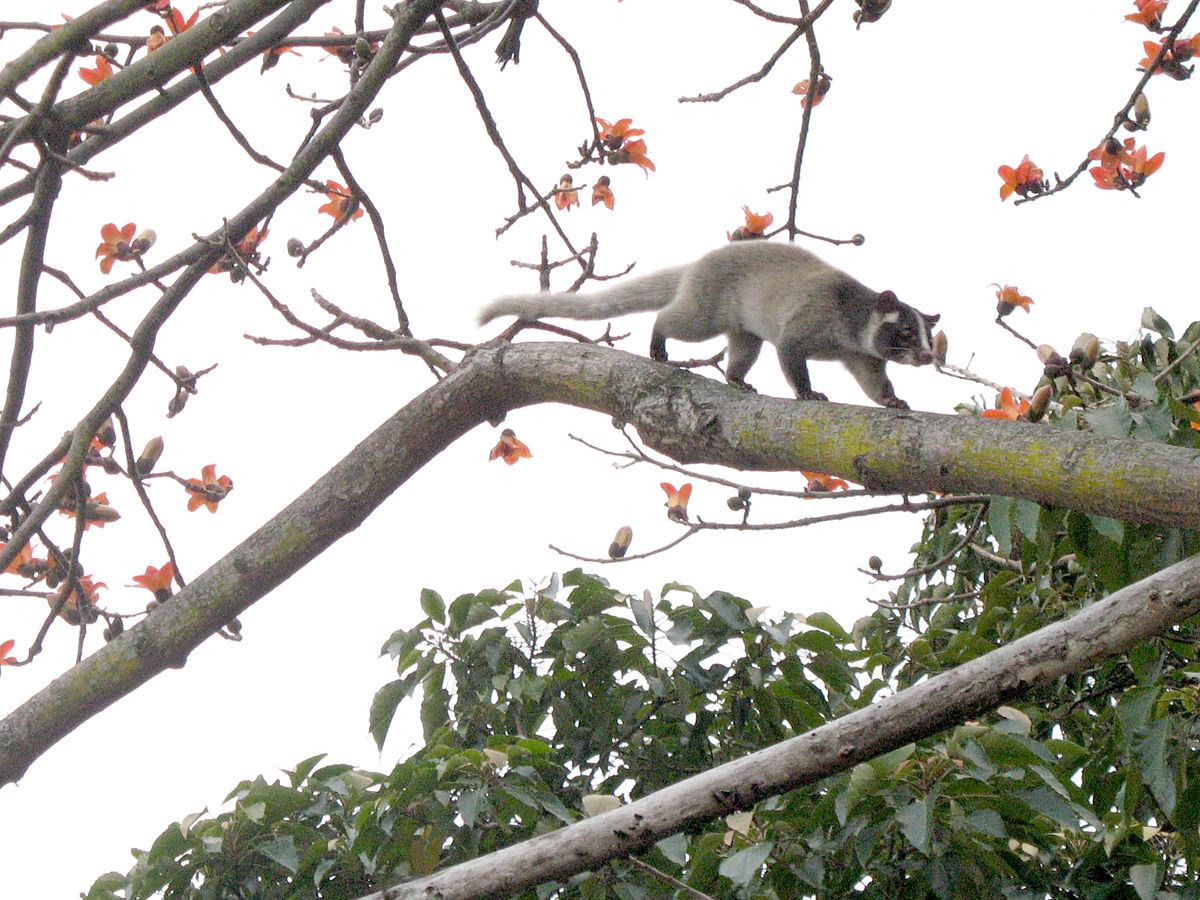  p>花面狸(学名: i>paguma larvata /i>)是灵猫科,花面狸属食肉动物