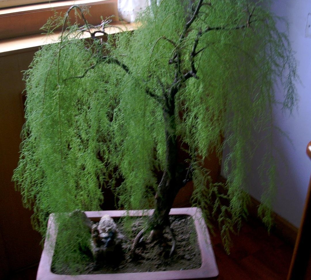 在全国盆景界,郑州的三春柳盆景有着广泛的影响,曾屡次在各种盆景展中