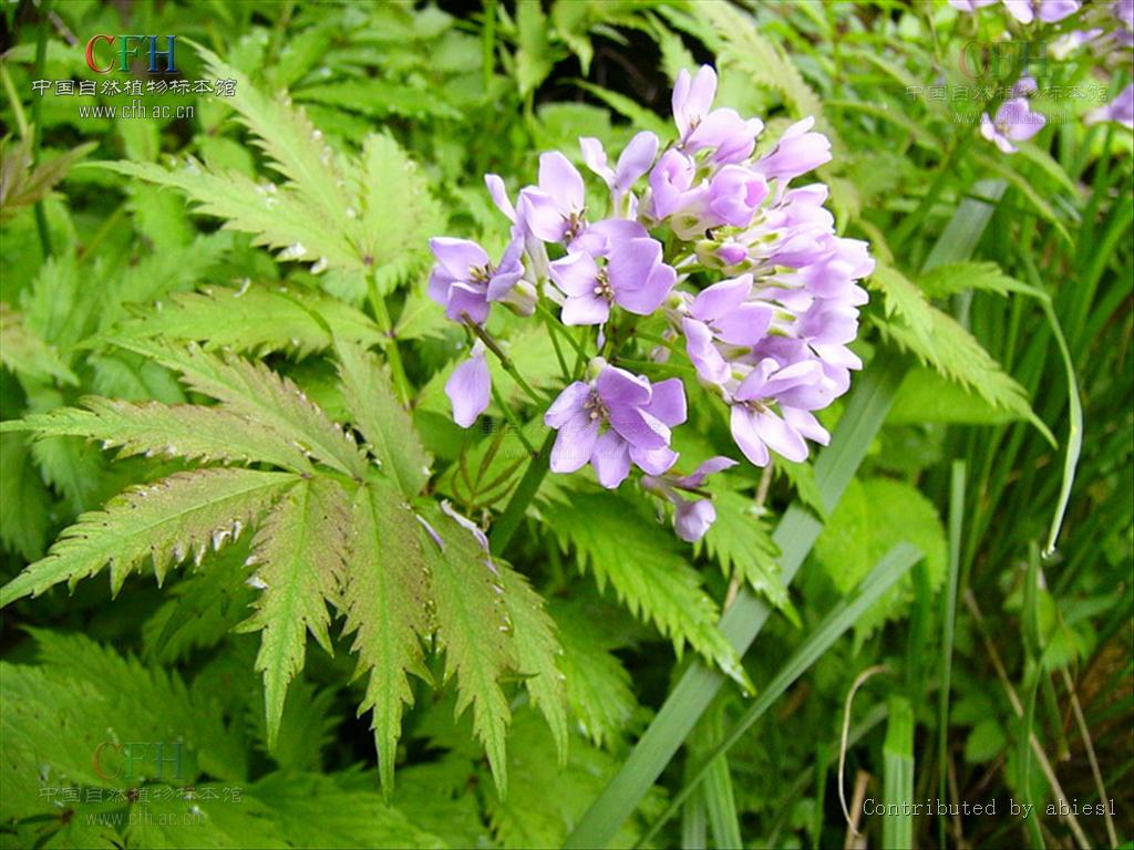  p>芥菜(学名: i>brassica juncea /i>   (l.) czern. et coss.