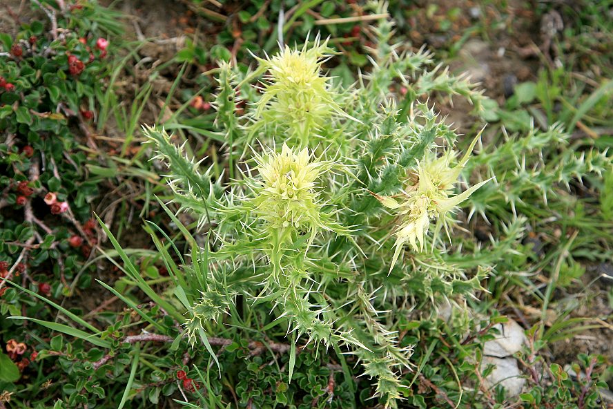  p>青海刺参(学名:morina kokonorica hao) a href="#" data-lemmaid=