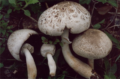  p>细褐鳞蘑菇, i>agaricus praeclaresquamosus /i> (a.e.
