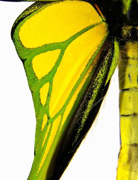  p>极乐鸟翼凤蝶(学名:ornithoptera meridionalis)属鳞翅目凤蝶科 a