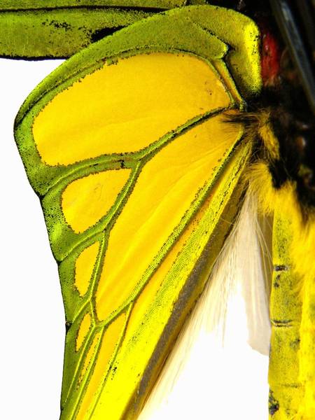  p>极乐鸟翼凤蝶(学名:ornithoptera meridionalis)属鳞翅目凤蝶科 a