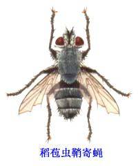 稻苞虫鞘寄蝇_百度百科