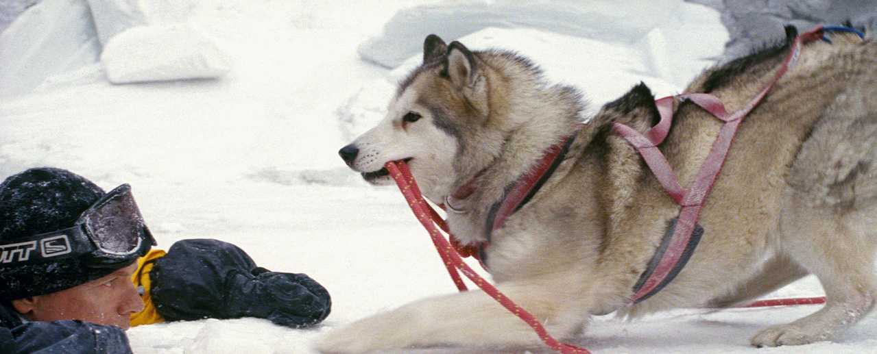  p>《南极大冒险》改编自1958年日本派遣越冬观测队的真实事件,由 a