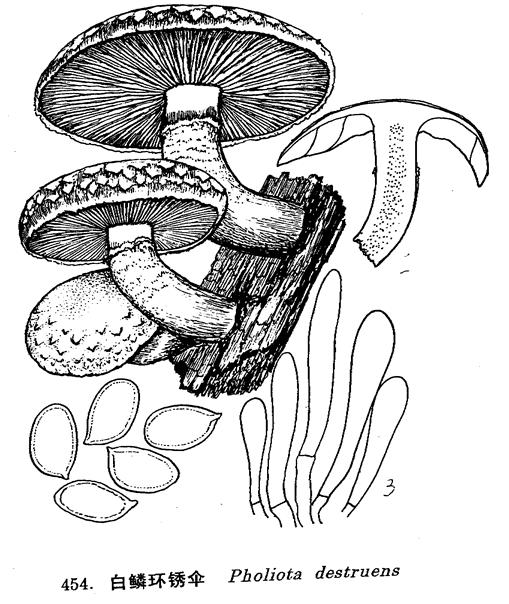  p>白鳞环锈伞是 a target="_blank" href="/item/球盖菇科/11041311"