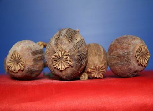 罂粟花的果实,可入药,有麻醉作用,多食可上瘾,其果汁可用来制成鸦片