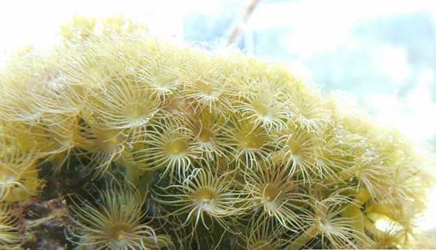 黄水螅珊瑚