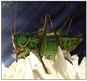 long-horned grasshopper